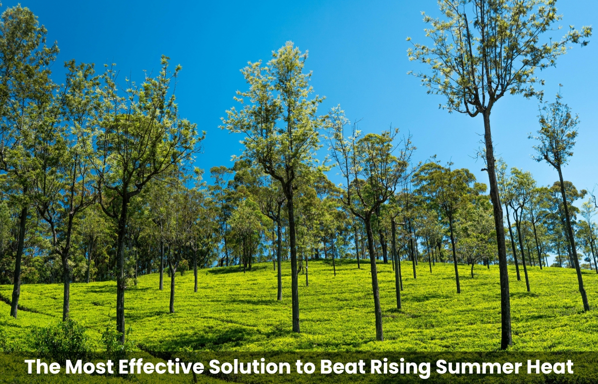 plant trees to reduce rising summer heat and create a healthier environment